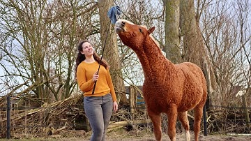 How to introduce target training