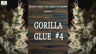 Gorilla Glue #4 | Best Buds Strain Spotlight