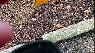 pteranodon vs dimorphodon