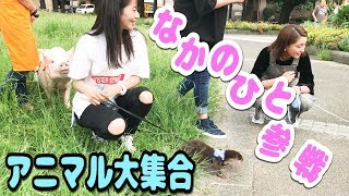 モンストでおなじみ、XFLAGのなかのひとコラボしていただきました☆ミニブタ、カワウソ、ミーアキャットを同時に散歩しました☆
