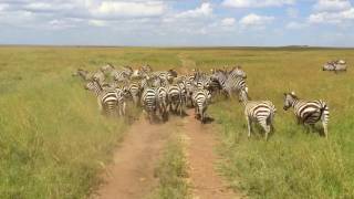 Tanzania Safari, 2016 (Serengeti, Ngorongoro, Tarangire, and Lake Manyara) - with Oltumure Tours