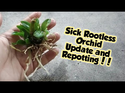 How To Repot A Sick and Rootless Orchid ? | Growth Update | Whimsy Crafter