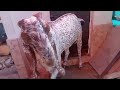Alhumdulillah hum na Qurbani kay Bakray La Lia 😚🥰