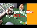 Cats Excited Unboxing New Toys (Dapat mainan baru)