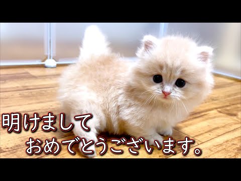 【マンチカンの子猫】明けましておめでとうございます。で今年も子猫な件 ∼猫のいる生活Vol.862~ 出産動画 マンチカン短足・ミヌエット・ペルシャ猫専門ブリーダー『ペット蔵人』【子猫の成長記録】
