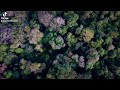 Drone DJI Mavic mini