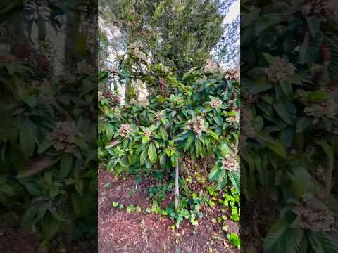 Video: Loquat çiçək açmır - Yeniyetmə ağacının çiçəkləməməsinin səbəbləri