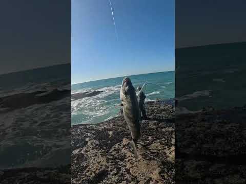 أروع تقويسة لسمكة الشرغو   رحلات بحرية صيدالاسماك