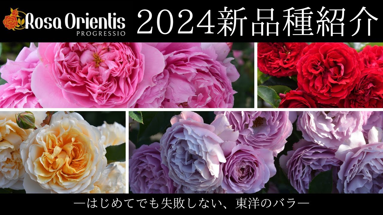 ロサオリエンティス】2024品種紹介【プログレッシオ】 - YouTube