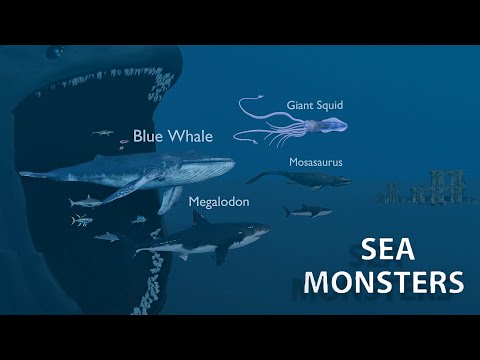 Vídeo: Meduses de crinera de lleó i altres perillosos representants del mar profund