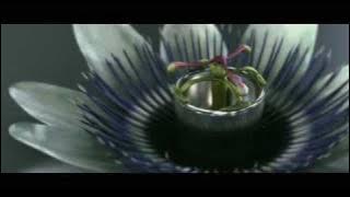 THX trailer -Amazing Life-