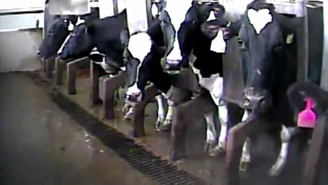 Mercy for Animals.mp4 YouTube