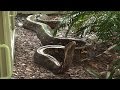 Giant 19 Foot, 200 Pound Reticulated Python at Naples Zoo