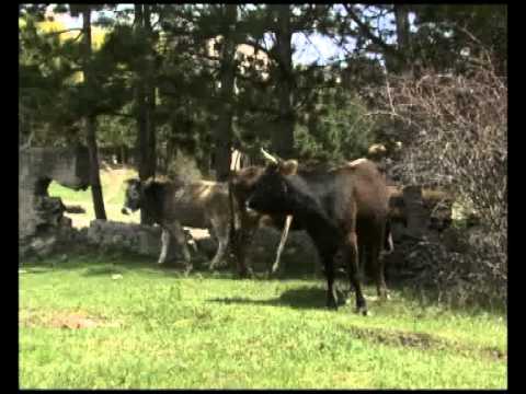 სასაკლაოების მშენებლობა