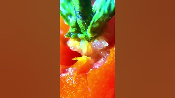 Tomato 🍅 stem removal macro #macro #macrophotography the object urday #theobject #urday