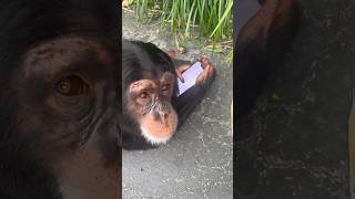 Limbani The Chimpanzee Working The 📲