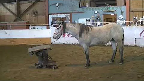 Colt Starting - Gerry Cox - Settling a Reactive Ho...
