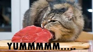 Normal people V.S. ME!!! - Catfood