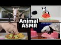 Animals Doing ASMR