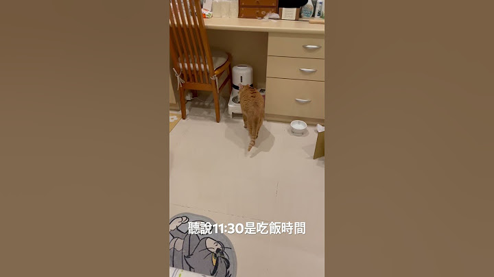 好餓喔！聽說11:30是吃飯時間｜托比是顆奇異果🥝 #托比#橘貓 #貪吃鬼 #放飯時間