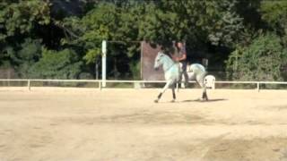 Dressage, dressage sans bride et liberté  Gonzalez Horse Show