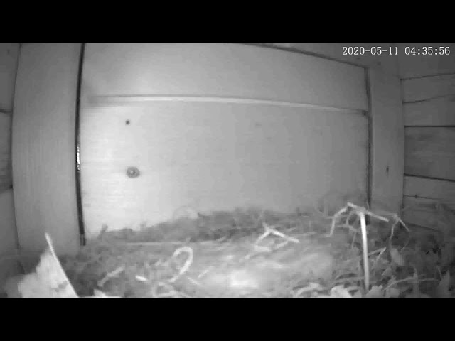 抱卵から13日目(孵化予定日＋1日)