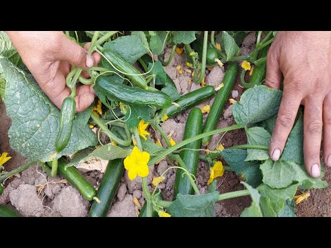 فيديو: كيفية زراعة هوستا من البذور: ميزات الزراعة والعناية. أصناف المضيف