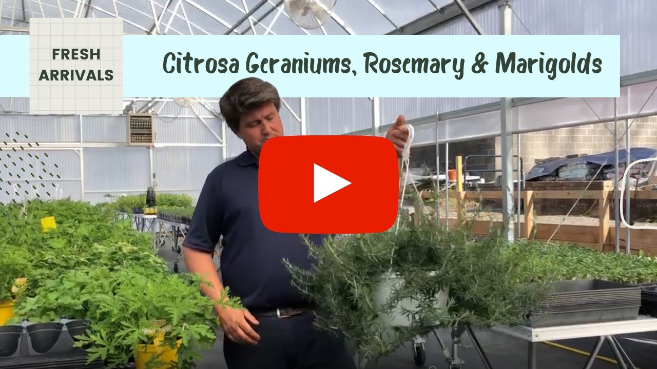 Geraniums, Rosemary Baskets, Marigolds & More at Lavender Fields Herb Farm