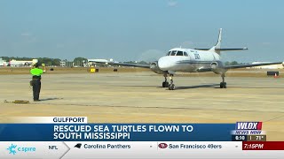 Dozens of rescued sea turtles arrive in South Mississippi