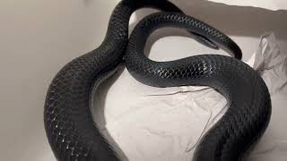 Black Milk Snakes breeding - YouTube