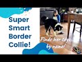 Clever Bella Border Collie Finds Her Toys By Name Clever Bella Border Collie Finds Her Toys By Name