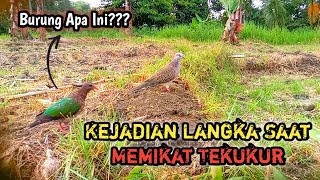 KEJADIAN LANGKA SAAT MEMIKAT TEKUKUR || PERTAMA KALI JUMPA BURUNG SEPERTI INI