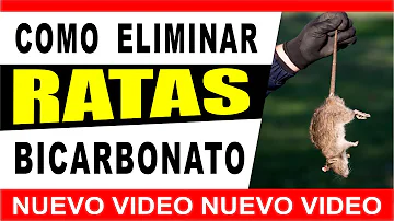 ¿Cuánto tarda el bicarbonato en hacer efecto en las ratas?