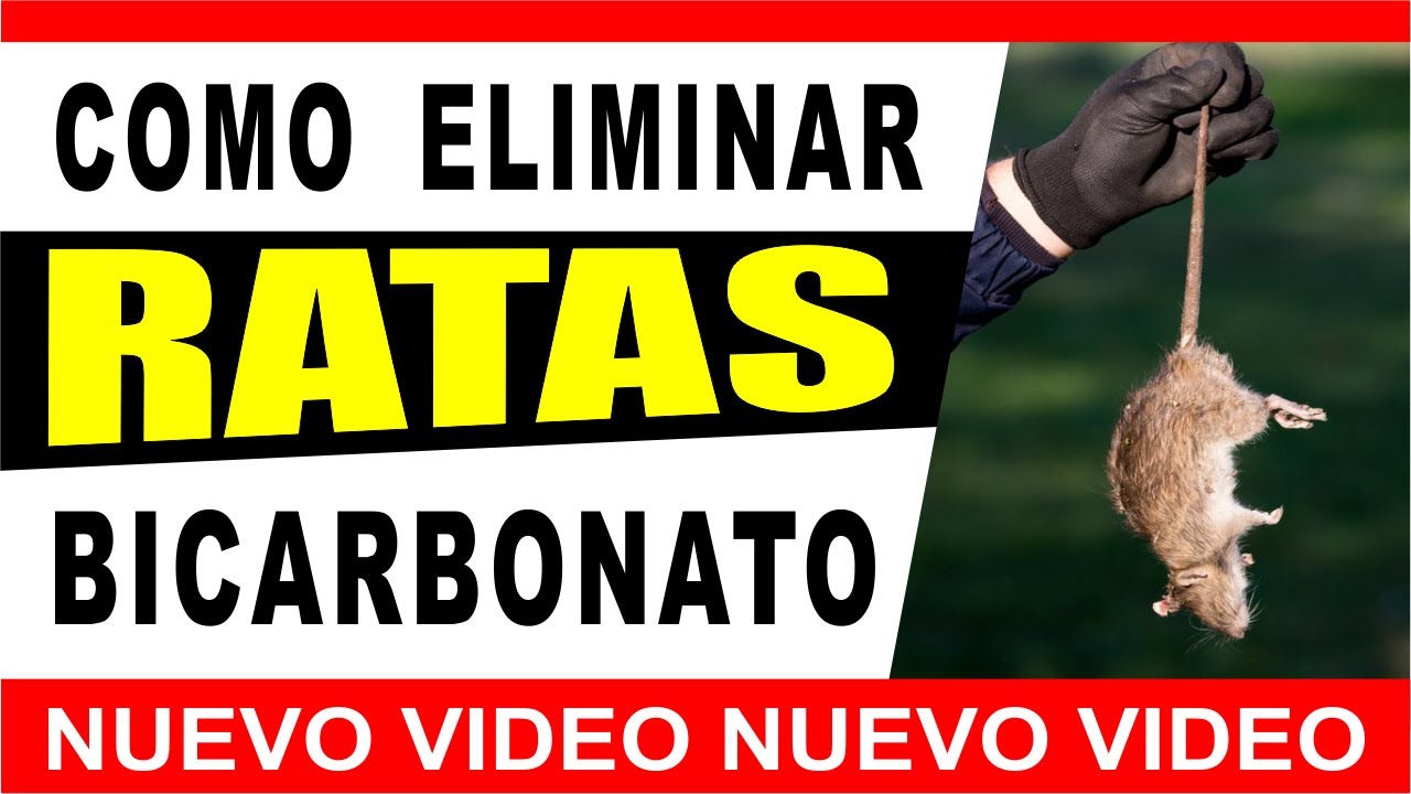 Permeabilidad multitud Parlamento Cómo Eliminar Ratas con Bicarbonato de Sodio ⭐ BICARBONATO PARA RATAS -  YouTube