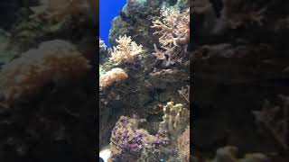 Living Corals at Osaka Aquarium Kaiyukan | Part II #shorts