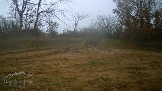 Lobo y corzo | Fototrampeo | Wolf and roedeer | Trail camera