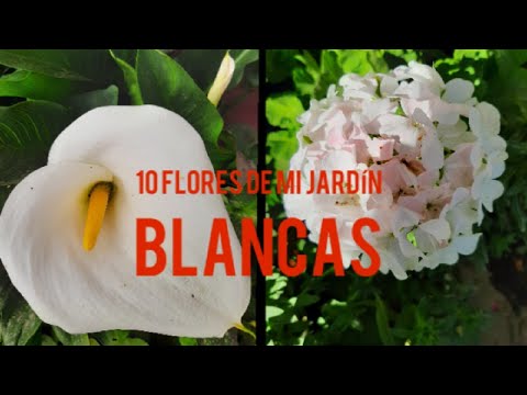 Video: Plantas Blancas Para Decoración De Macizos De Flores