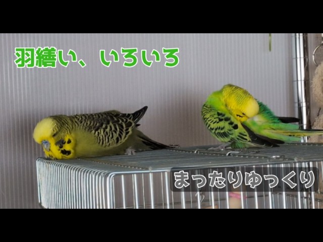 お揃いを目指す仲良しインコ - YouTube