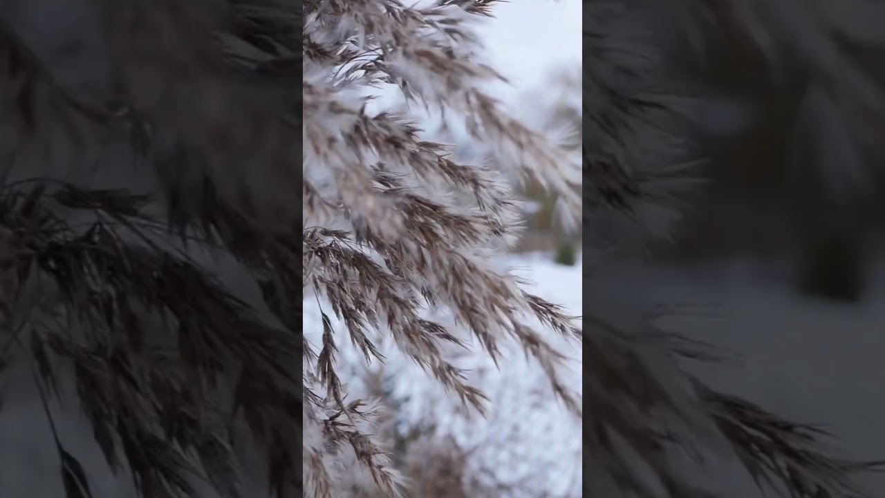 Winter’s Tranquil Whisper S1