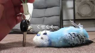 突然電池が切れたセキセイインコ【ナッツ】くん/A budgie whose battery suddenly ran out.