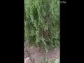 Beautiful garden inside Bhaktamal Ashram, Ayodhya / Yt Short