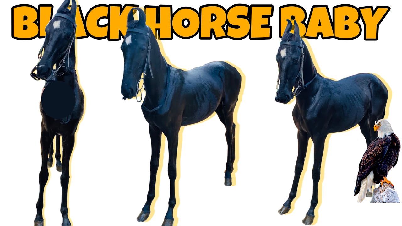 Black horse baby | horse video | new video | horse ride | sukhi ...