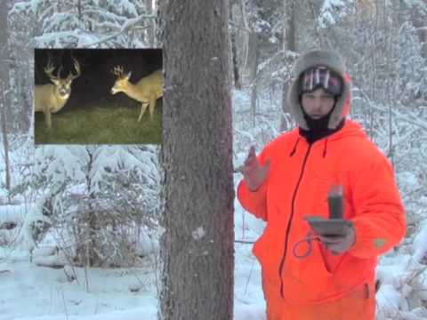 Trail Camera Tips for Big Bucks