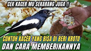 INI CIRI-CIRI KACER YANG COCOK DI BERI KROTO