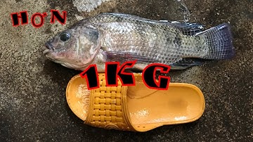 Câu Cá Tự Nhiên giật Rít Cước I Rô Phi Hơn 1kg Bài Mồi Đơn giản Hiệu Qủa - Hồ Kỳ Châu