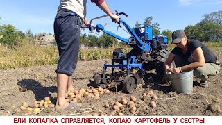 видео: НЕ ОЖИДАЛ ТАКОГО УРОЖАЯ КАРТОФЕЛЯ, КОПАЕМ ГРОХОТНОЙ КОПАЛКОЙ /I DIDN'T EXPECT SUCH A POTATO CROP картинка: НЕ ОЖИДАЛ ТАКОГО УРОЖАЯ КАРТОФЕЛЯ, КОПАЕМ ГРОХОТНОЙ КОПАЛКОЙ /I DIDN'T EXPECT SUCH A POTATO CROP