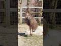Emu Floki Kisses Alpaca Joy Animals Birds Emu mp3