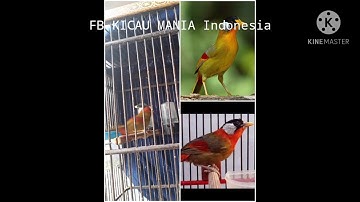 Pancingan burung pancawarna