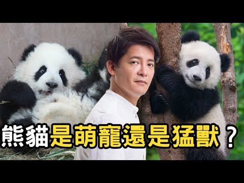 古代熊貓竟是蚩尤坐騎？牠是萌寵還是猛獸？是熊還是貓？ #小青書 EP.4
