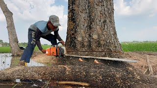 Gasss polll sebelum hujan‼️ Tebang 2 pohon trembesi tua di sawah.